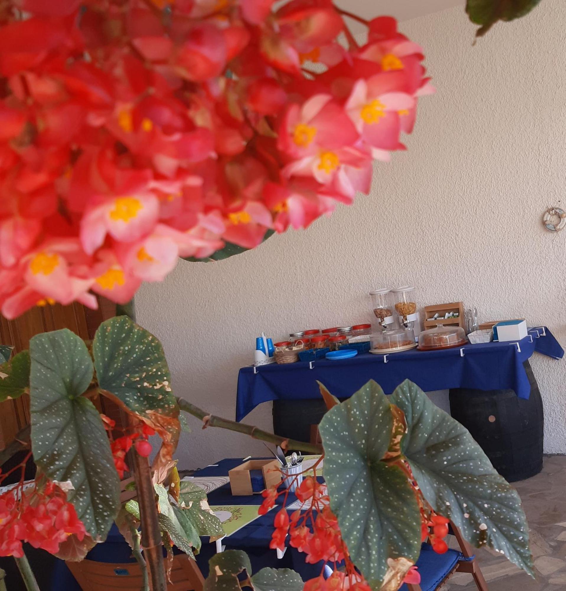 B&B Il Cedro Сальве Экстерьер фото